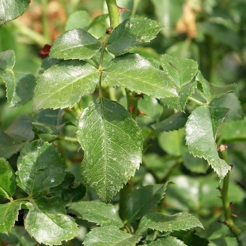 Rosa Les Quatre Saisons - Parkrose (Foliage)