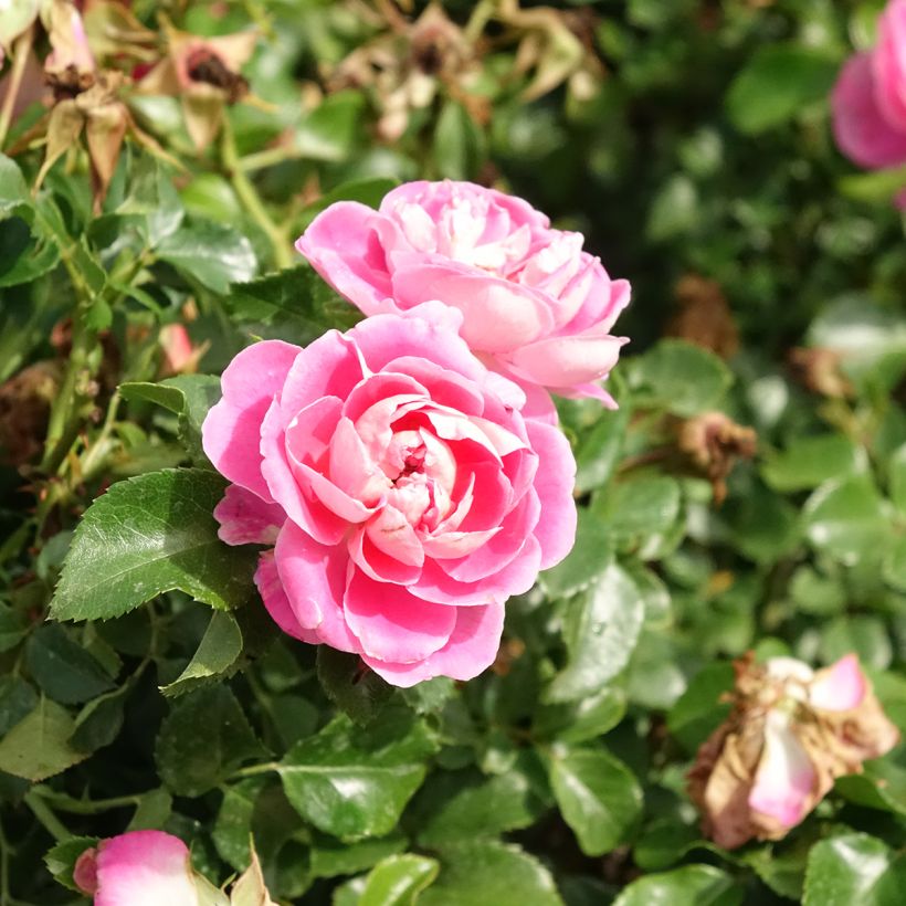 Rosa Les Quatre Saisons - Parkrose (Flowering)