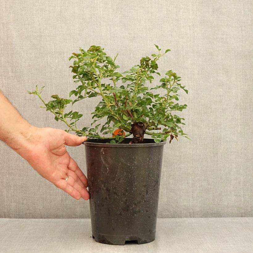 Example of Rosa Les Quatre Saisons - Parkrose Topf mit 4L/5L as you get in ete
