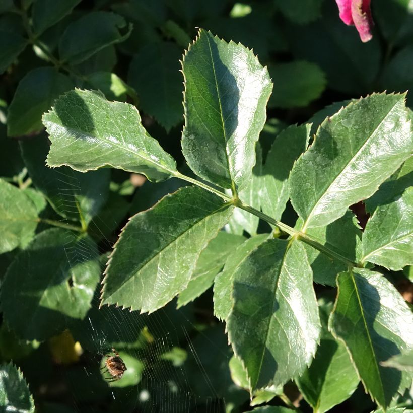 Rosa Hello - Bodendecker-Rose (Foliage)