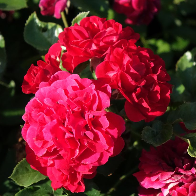 Rosa Hello - Bodendecker-Rose (Flowering)
