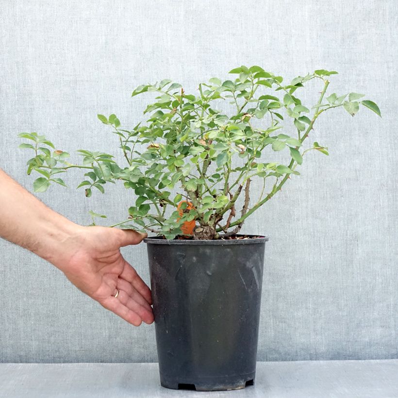 Example of Rosa Hello - Bodendecker-Rose Topf mit 4L/5L as you get in ete