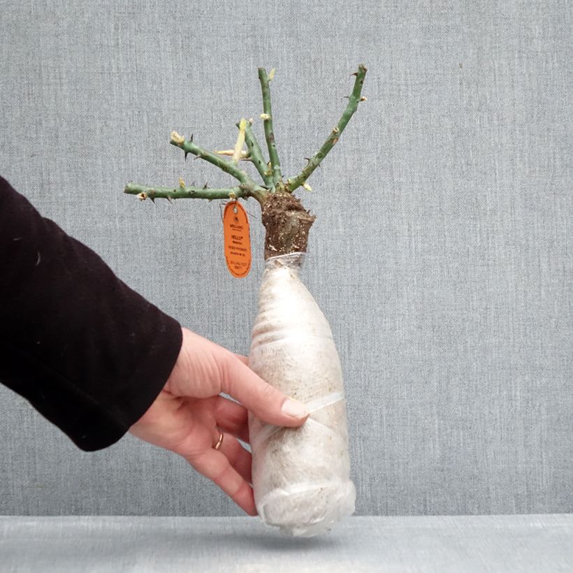 Exemplar von Rosa Hello - Bodendecker-Rose Wurzelnackt in Beutel wie im Winter geliefert