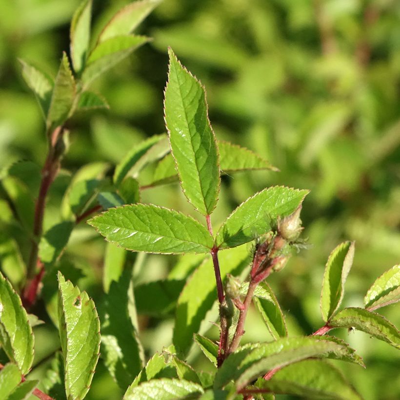 Rosa Rosanatura Bicolore - Parkrose (Foliage)