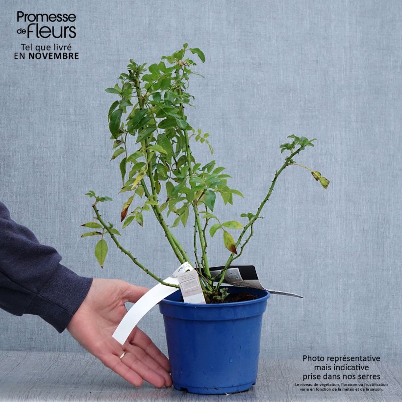 Example of Rosa Rosanatura Alba - Parkrose Topf mit 2L/3L as you get in automne