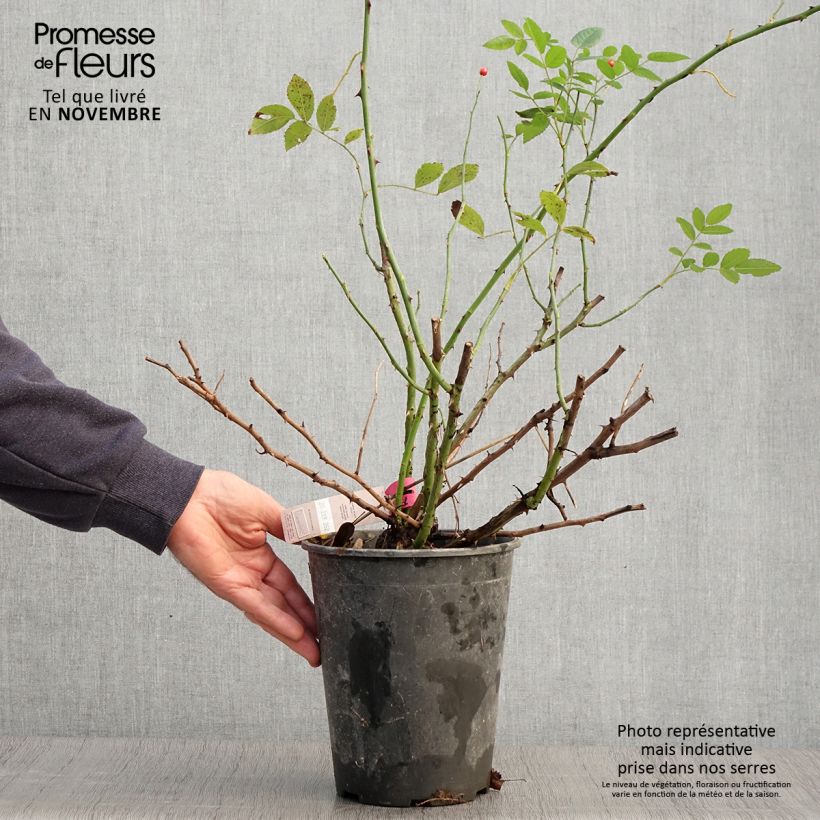 Example of Rosa Rosanatura Bicolore - Parkrose Topf mit 2L/3L as you get in automne