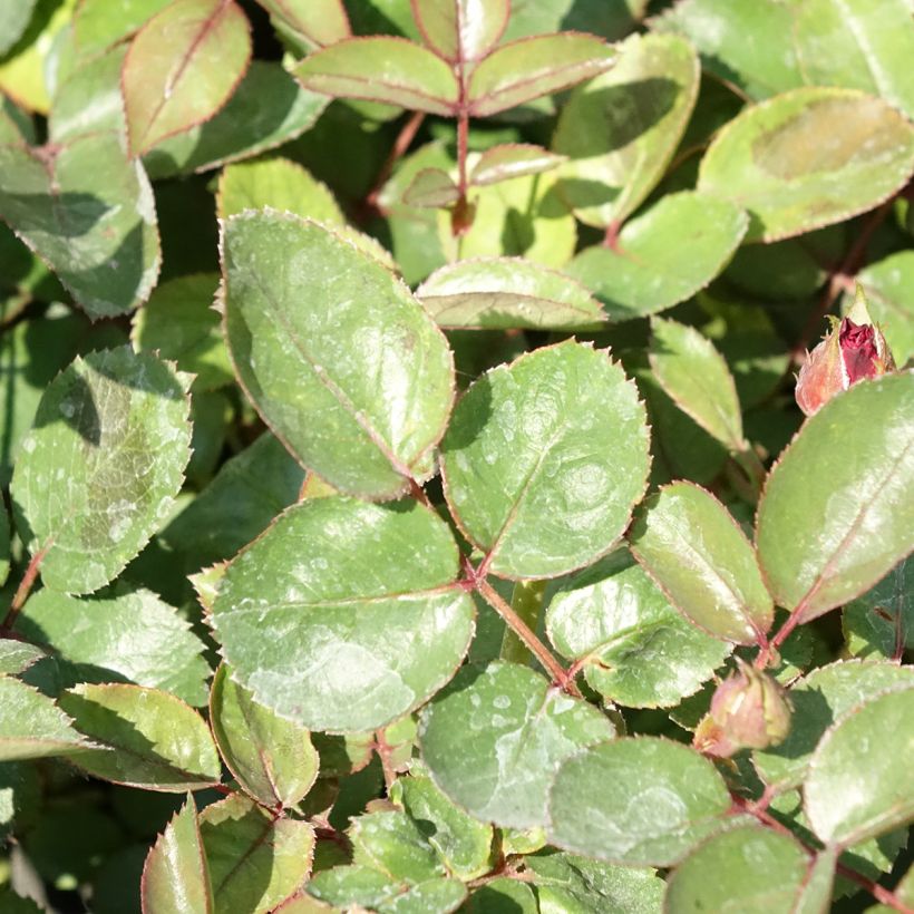 Rosa Street Colors Belle de Grasse 'Meibelitz' - Parkrose (Foliage)