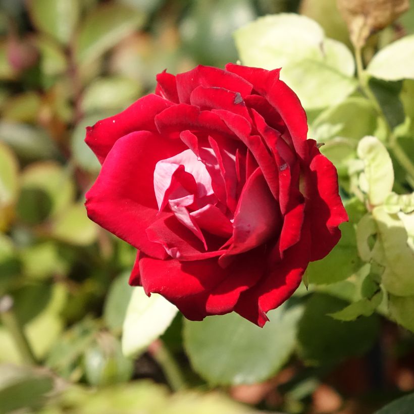 Rosa Street Colors Belle de Grasse 'Meibelitz' - Parkrose (Flowering)
