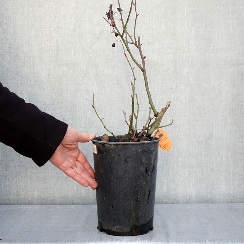 Exemplar von Rosa Street Colors Belle de Grasse 'Meibelitz' - Parkrose Topf mit 4L/5L wie im Winter geliefert