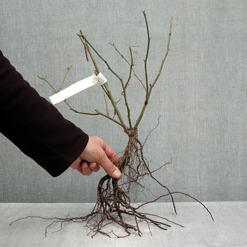 Exemplar von Rosa Street Colors Belle de Grasse 'Meibelitz' - Parkrose Wurzelnackt wie im Winter geliefert