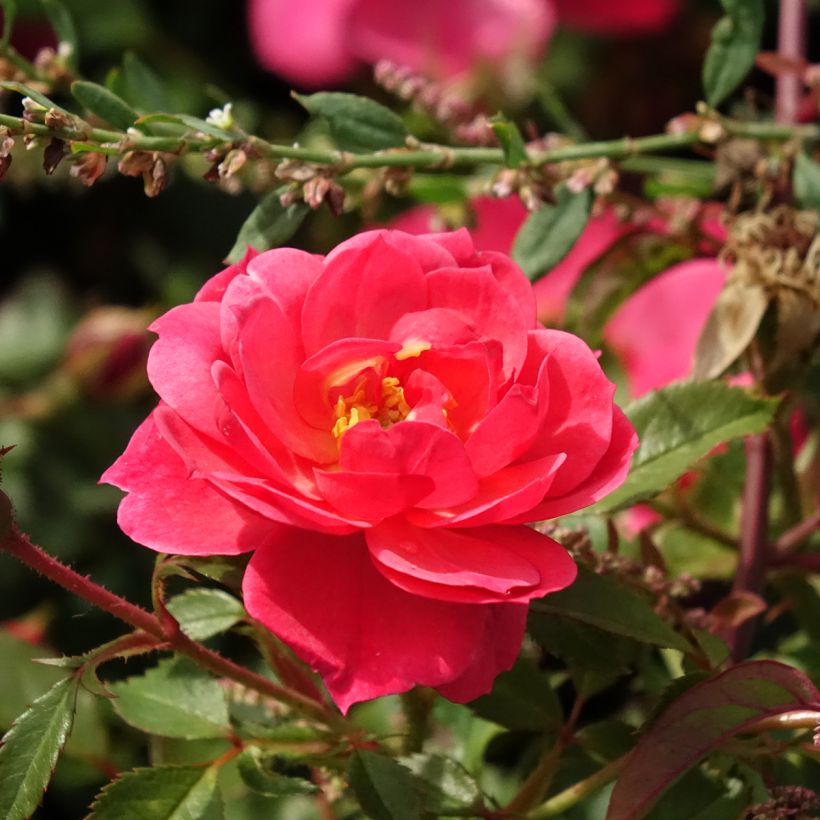 Rosa Street Colors Jolie Provence 'Meilegase' - Parkrose (Flowering)