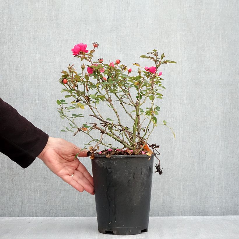Exemplar von Rosa Street Colors Jolie Provence 'Meilegase' - Parkrose Topf mit 4L/5L wie im Herbst geliefert