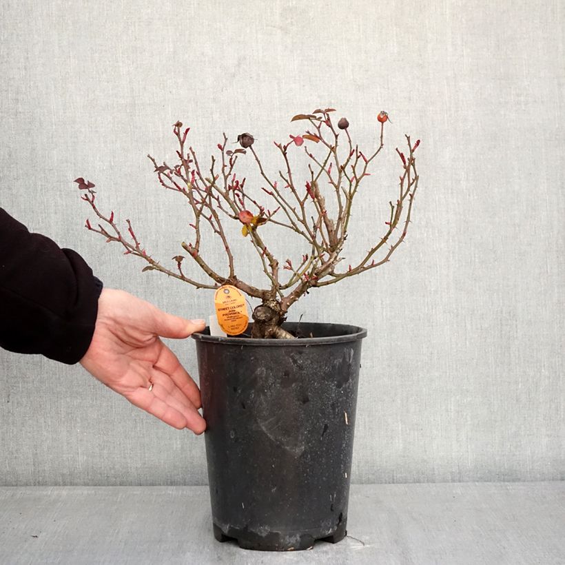 Exemplar von Rosa Street Colors Jolie Provence 'Meilegase' - Parkrose Topf mit 4L/5L wie im Winter geliefert