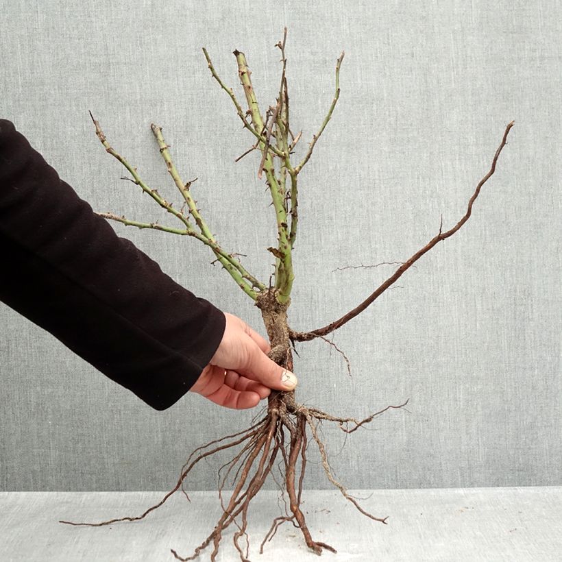 Exemplar von Rosa Street Colors Jolie Provence 'Meilegase' - Parkrose Wurzelnackt wie im Winter geliefert