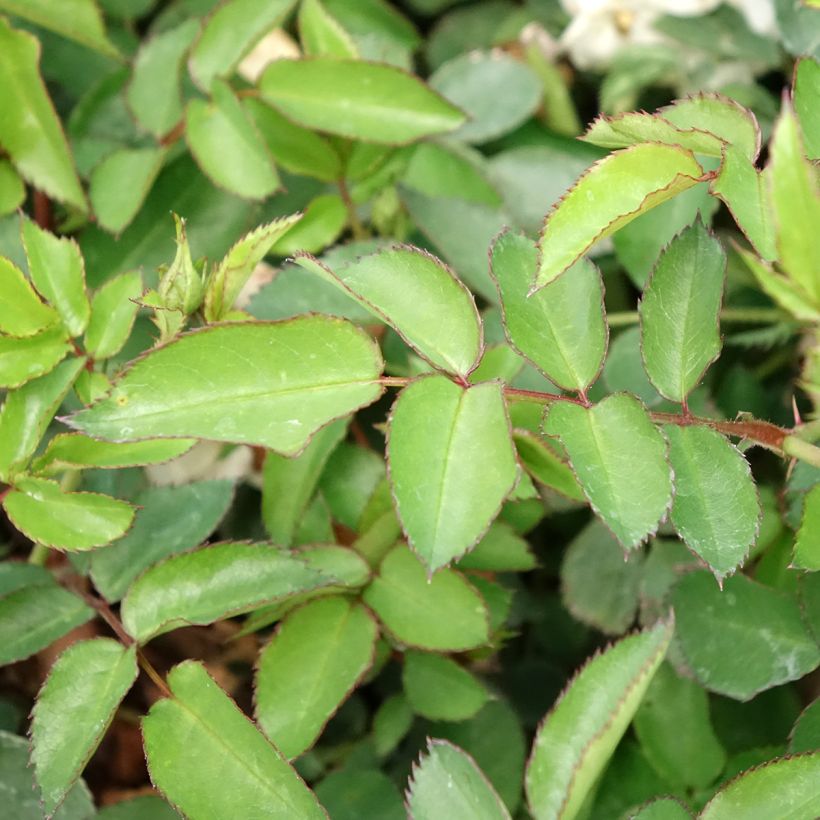 Rosa Street Colors La Grande Motte Meimeigea - Parkrose (Foliage)