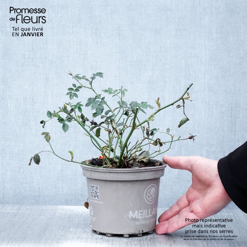 Exemplar von Rosa Street Colors La Grande Motte Meimeigea - Parkrose Topf mit 2L/3L wie im Winter geliefert