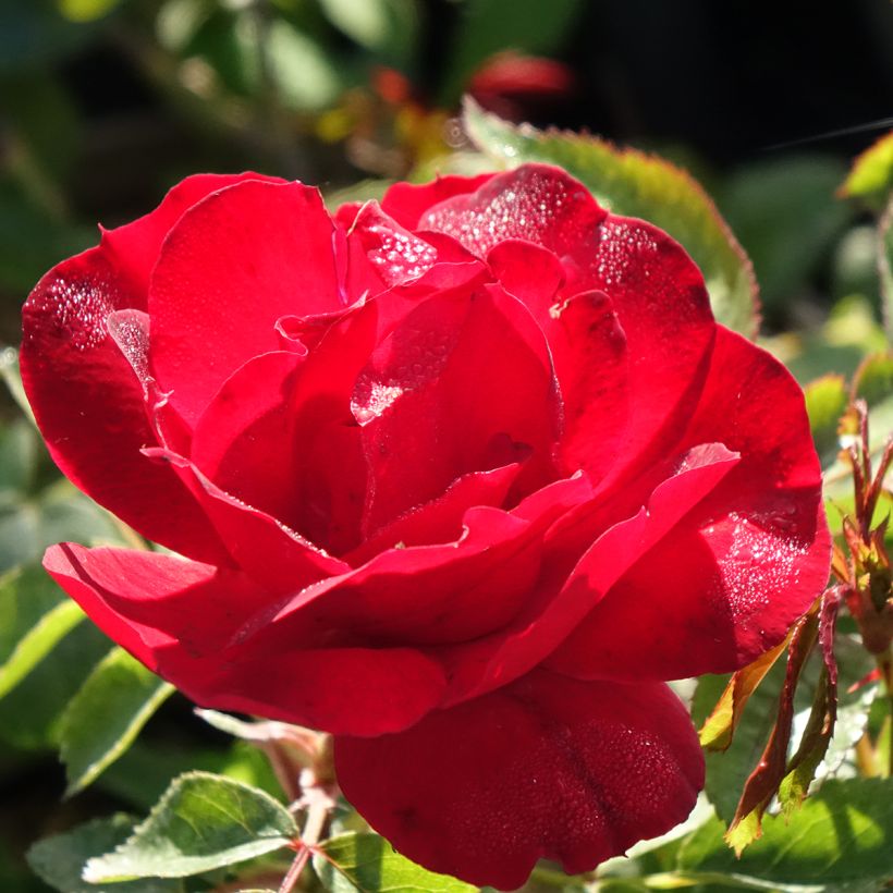 Rosa Street Colors Moulin Rouge - Parkrose (Flowering)