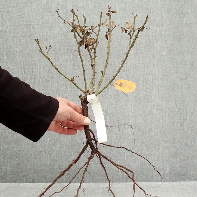 Exemplar von Rosa Street Colors Moulin Rouge - Parkrose Wurzelnackt wie im Winter geliefert