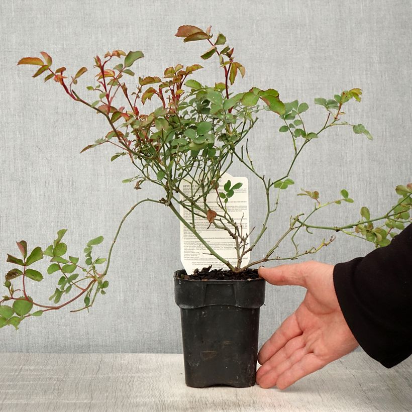 Exemplar von Rosa Street Colors Rêve de Paris - Parkrose Topf 10 cm/11cm wie im Frühjahr geliefert