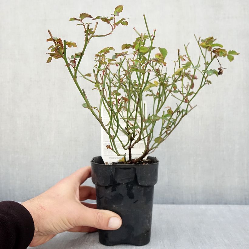 Exemplar von Rosa Street Colors Rêve de Paris - Parkrose Topf 10 cm/11cm wie im Herbst geliefert
