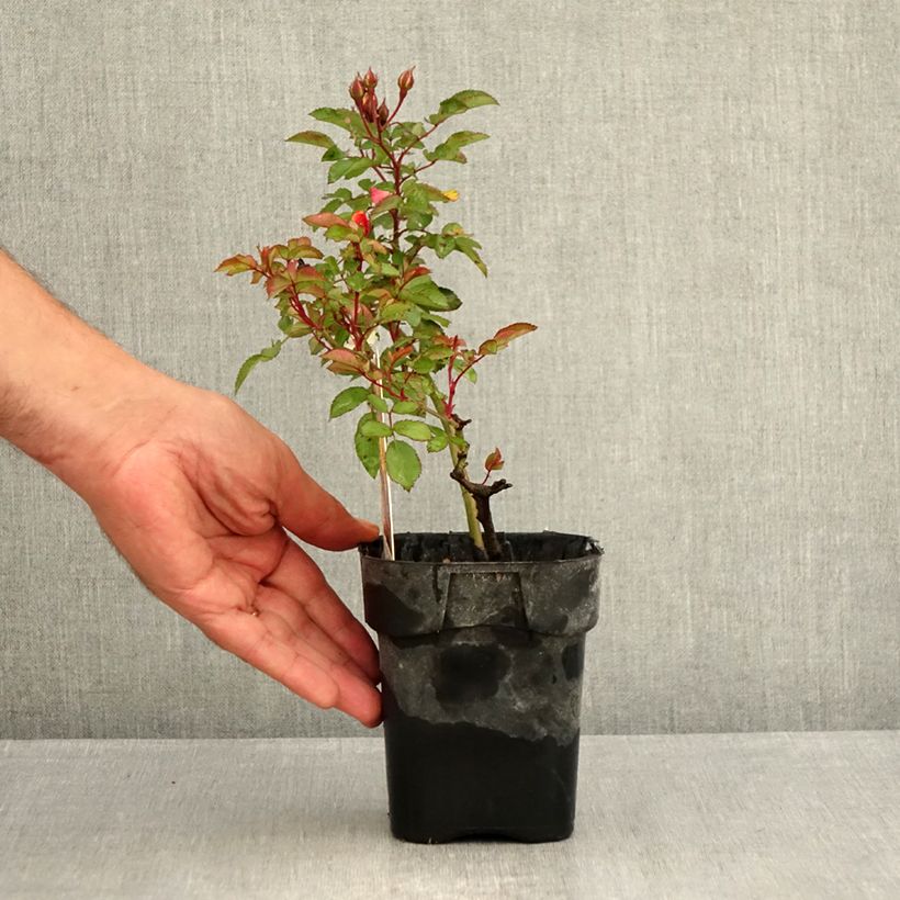 Example of Rosa Street Colors Rêve de Paris - Parkrose Topf 10 cm/11cm as you get in ete