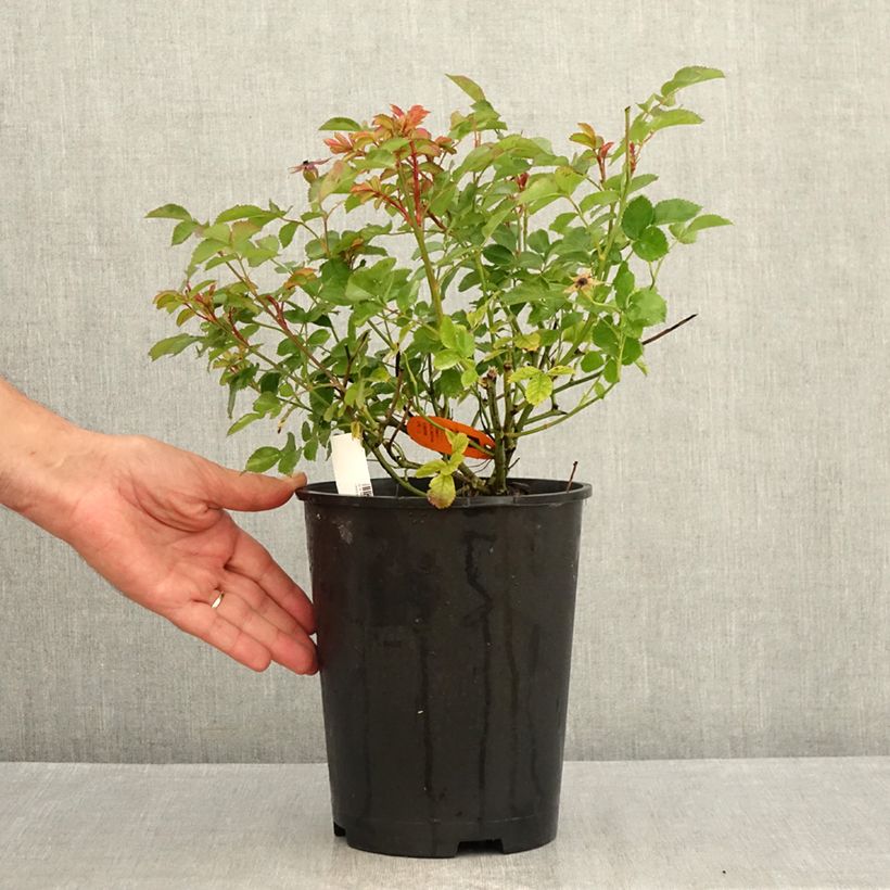 Example of Rosa Street Colors Rêve de Paris - Parkrose Topf mit 4L/5L as you get in ete