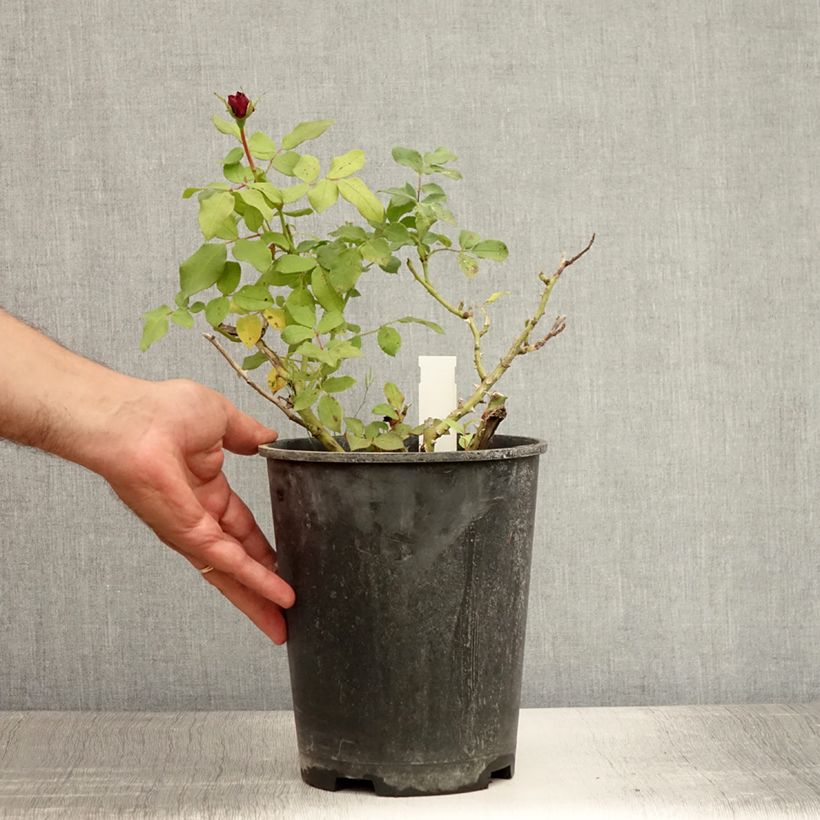 Example of Rosa polyantha Mona Lisa - Parkrose Topf mit 4L/5L as you get in ete