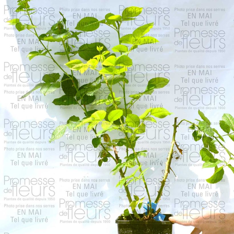 Example of Rosa Generosa Reine Sammut - Guillot Rose Topf mit 4L/5L as you get