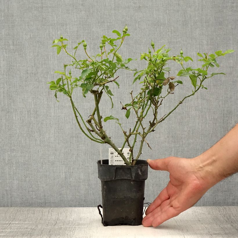 Example of Rosa Rigo Rosen Innocencia - Rigo-Rose Topf 10 cm/11cm as you get in ete