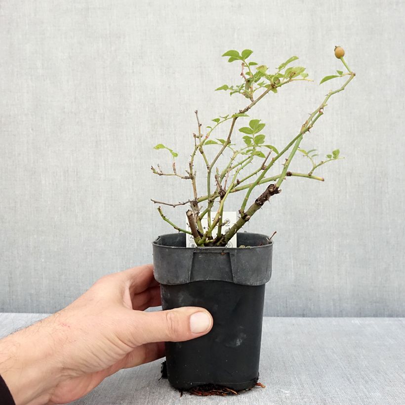 Exemplar von Rosa Rigo Rosen Innocencia - Rigo-Rose Topf 10 cm/11cm wie im Herbst geliefert