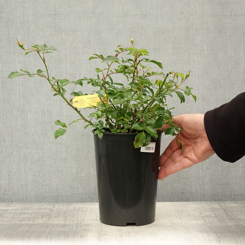 Example of Rosa Rigo Rosen Innocencia - Rigo-Rose Topf mit 3L/4L as you get in automne