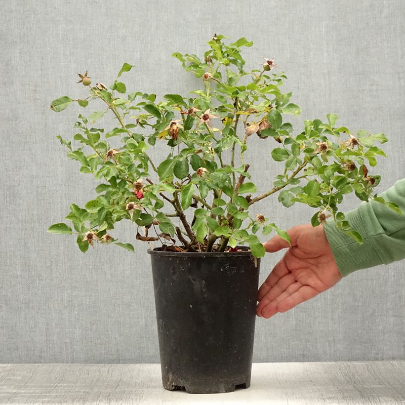 Example of Rosa Rigo Rosen Caracho - Rigo-Rose Topf mit 3L/4L as you get in ete
