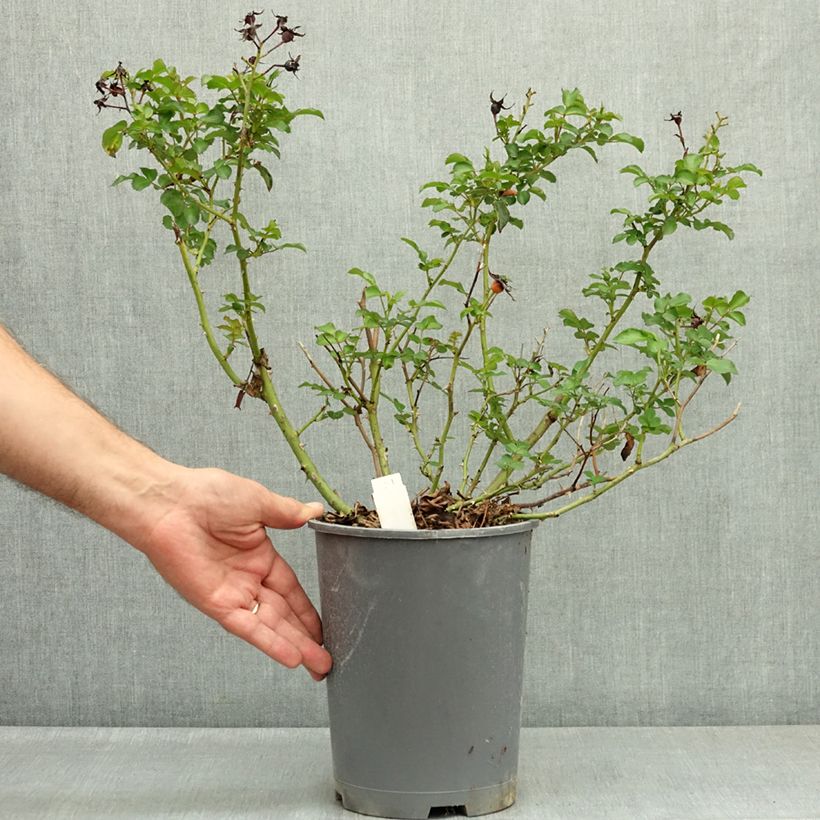Exemplar von Rosa Rigo Rosen Hotline - Rigo-Rose Topf mit 3L/4L wie im Sommer geliefert