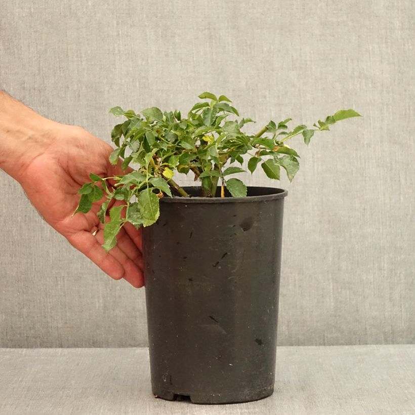 Example of Rosa Rigo Rosen Solero - Rigo-Rose Topf mit 3L/4L as you get in ete