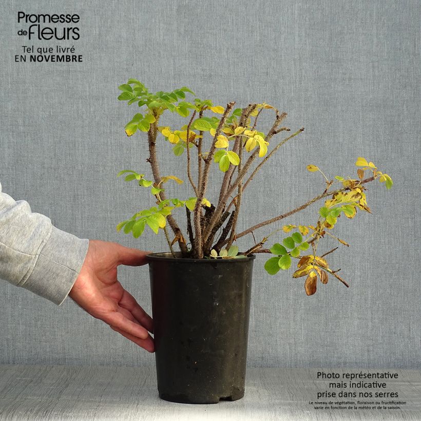 Example of Rosa rugosa Alba - Apfelrose Topf mit 3L/4L as you get in automne