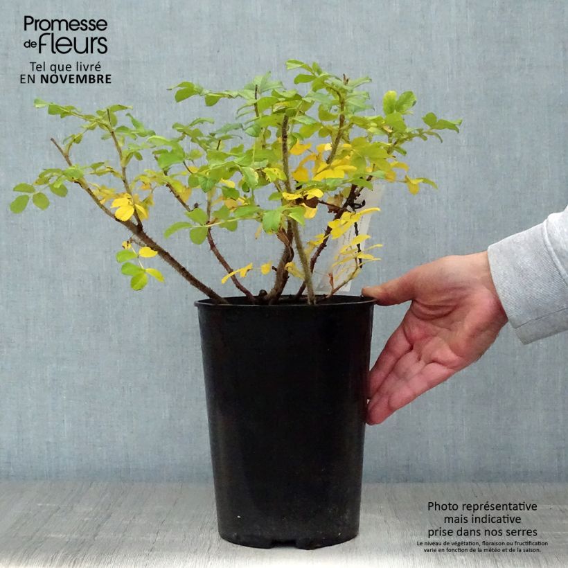 Example of Rosa rugosa Blanc Double de Coubert - Apfelrose Topf mit 4L/5L as you get in automne