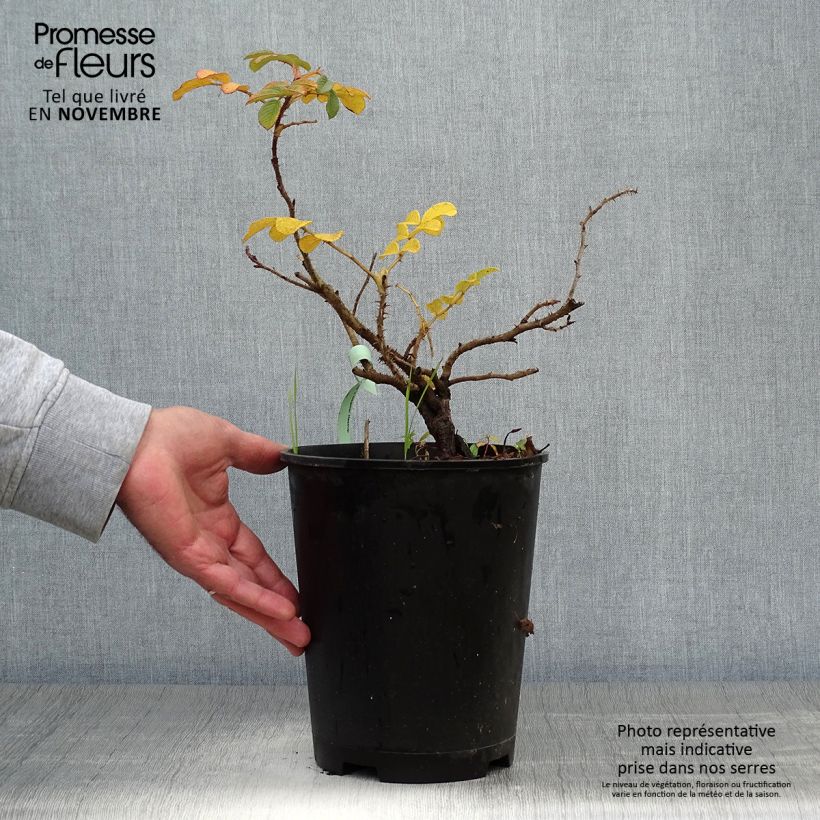 Example of Rosa rugosa Frau Dagmar Hastrup - Apfelrose Topf mit 2L/3L as you get in automne