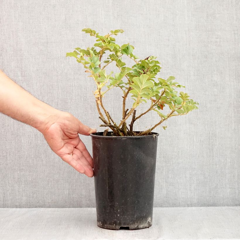 Exemplar von Rosa rugosa Frau Dagmar Hastrup - Apfelrose Topf mit 2L/3L wie im Sommer geliefert