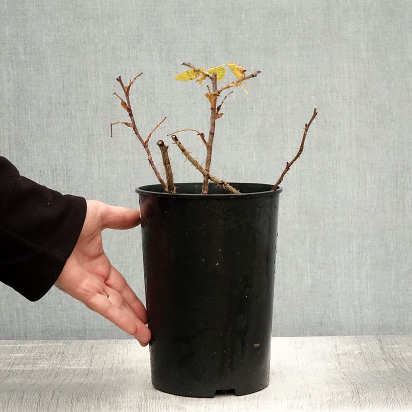 Example of Rosa rugosa Roseraie de l'Haÿ - Apfelrose Topf mit 3L/4L as you get in automne