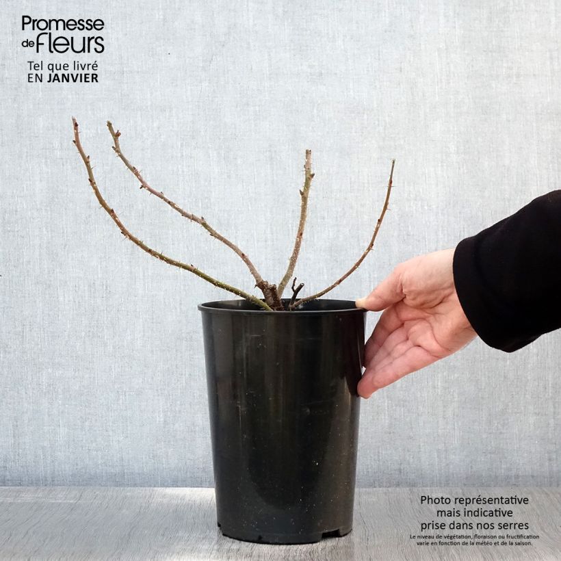 Exemplar von Rosa rugosa Roseraie de l'Haÿ - Apfelrose Topf mit 3L/4L wie im Winter geliefert