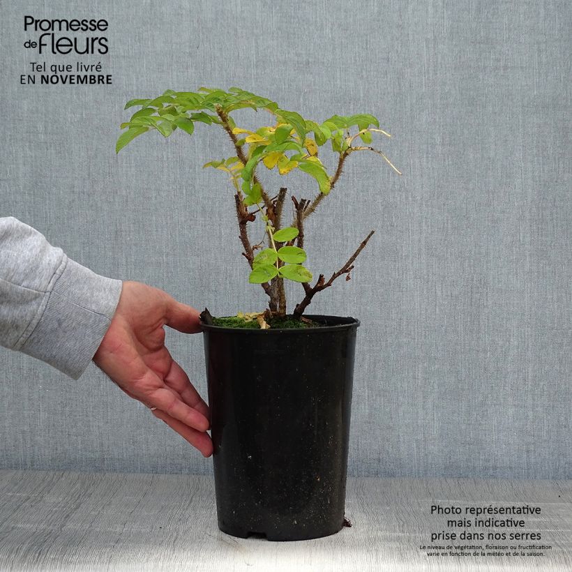 Example of Rosa rugosa - Apfelrose Topf mit 2L/3L as you get in automne