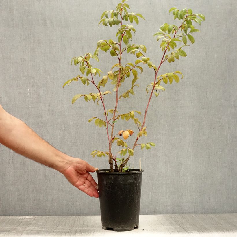 Exemplar von Rosa rugosa Thérèse Bugnet - Apfelrose Topf mit 4L/5L wie im Sommer geliefert