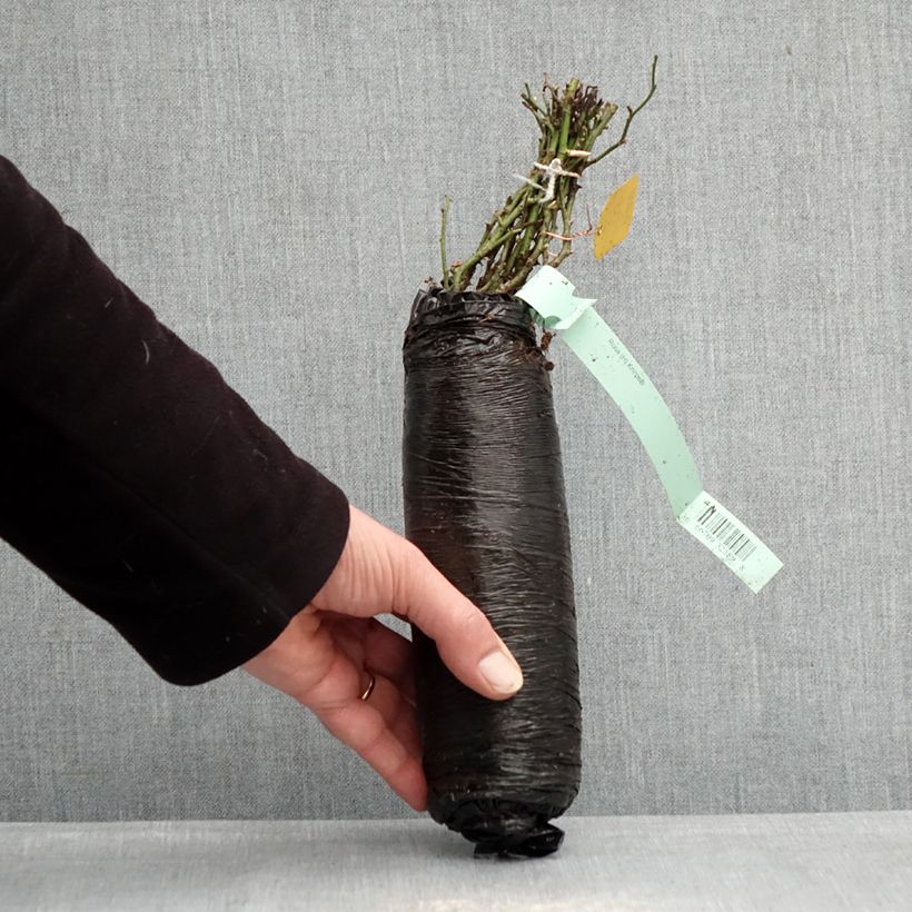 Exemplar von Rosa polyantha Knirps - Polyantha-Rose Wurzelnackt in Beutel wie im Winter geliefert