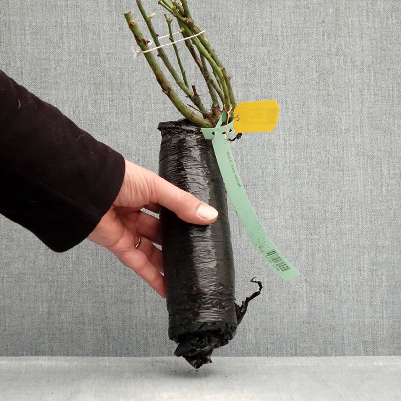 Exemplar von Rosa polyantha Gärtnerfreude (Toscana) - Polyantha-Rose Wurzelnackt in Beutel wie im Winter geliefert