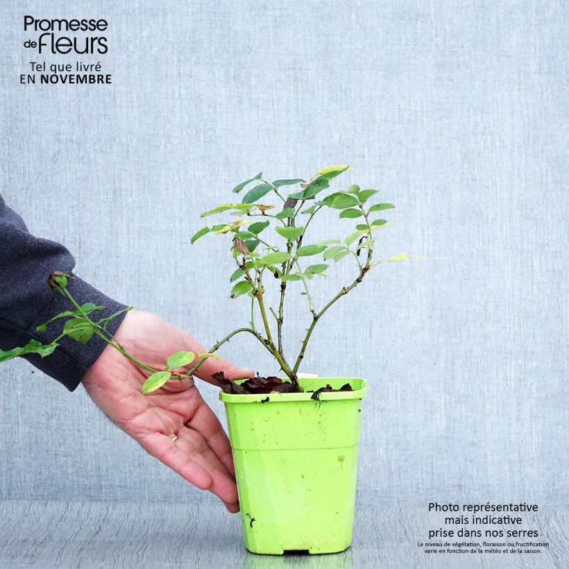 Example of Rosa persica See You In Pink - Persische Rose Topf mit 3L/4L as you get in automne