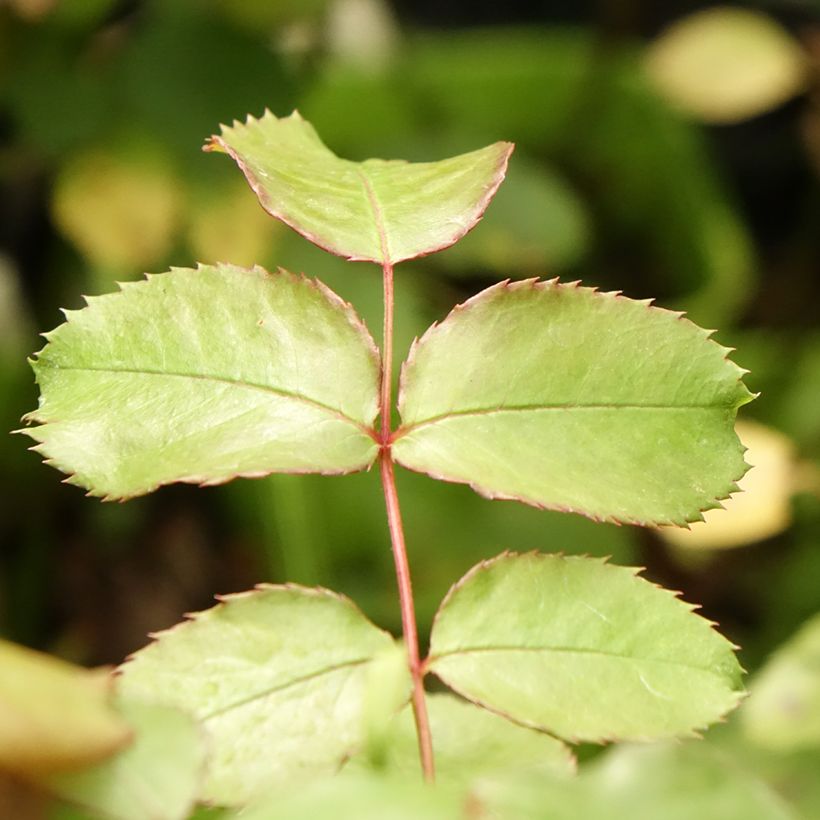 Rosa persica See You In Pink - Persische Rose (Foliage)