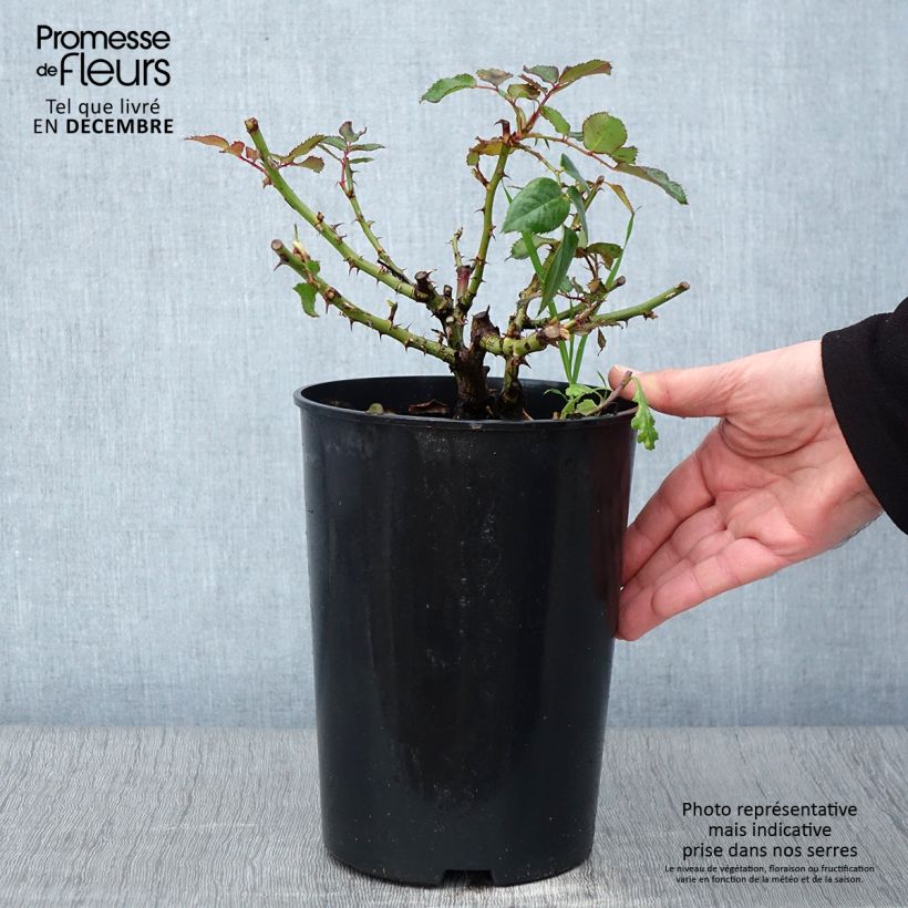 Example of Rosa persica See You In Red - Persische Rose Topf mit 4L/5L as you get in automne