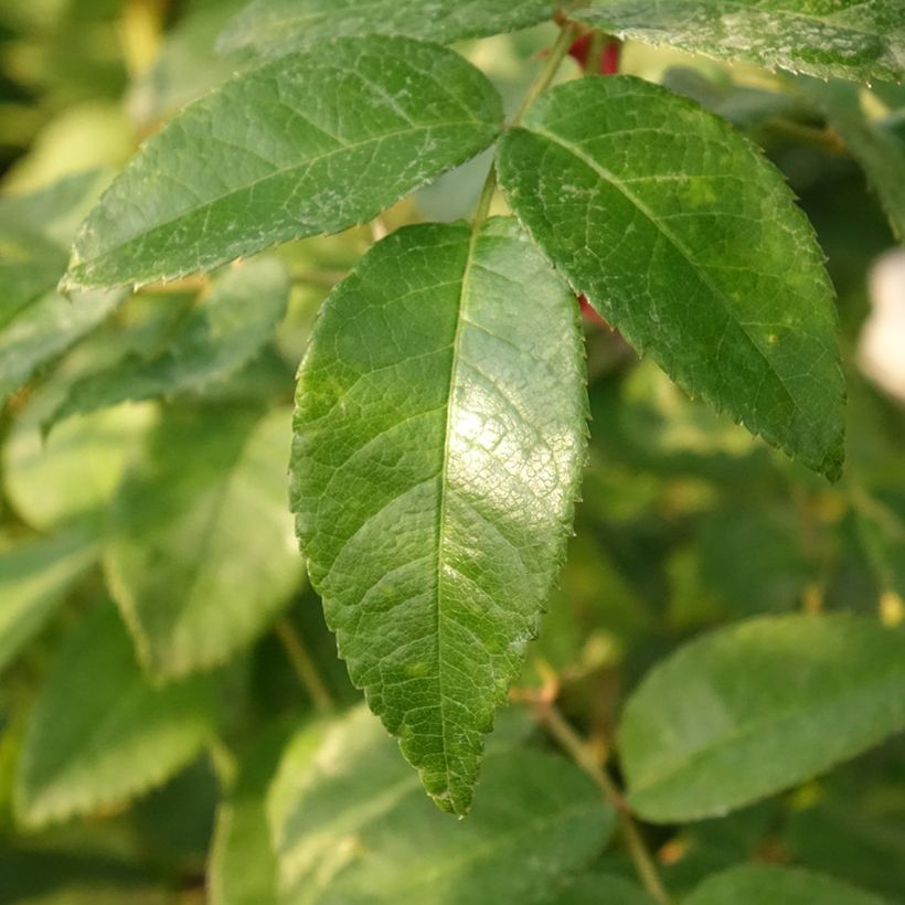 Rosa persica See You In Red - Persische Rose (Foliage)