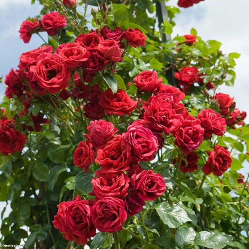 Rosa Sympathie - Kletterrose (Flowering)