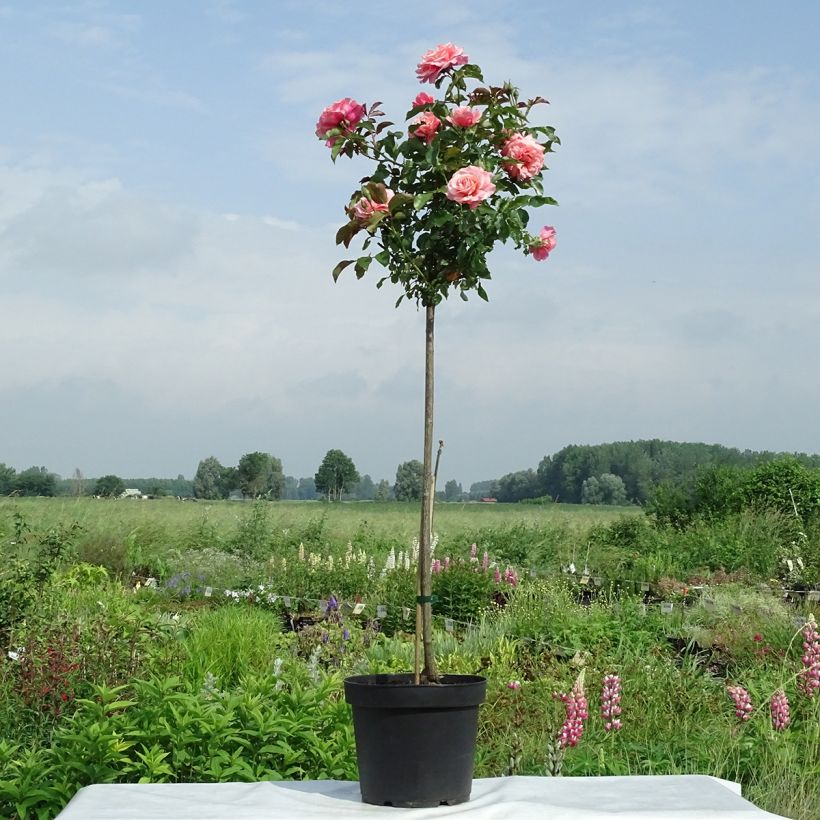 Stammrose Botticelli (Plant habit)